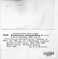 Dendrocorticium polygonioides image